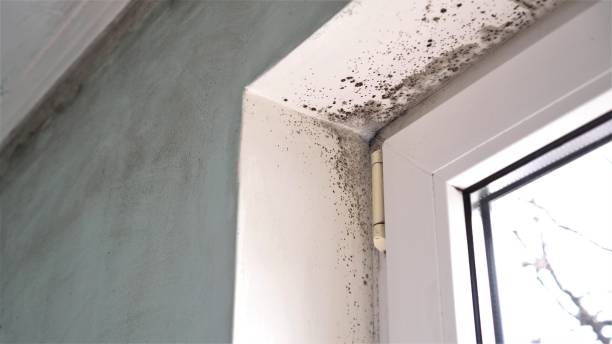 Best Mold Remediation  in Brown City, MI