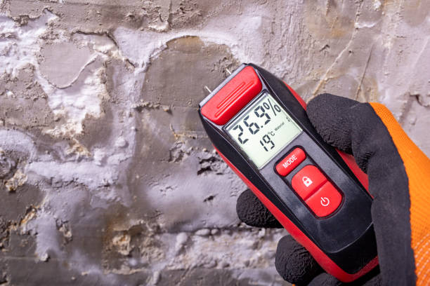 Best Same-Day Mold Removal  in Brown City, MI