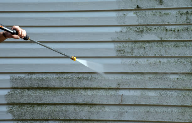 Best Certified Mold Removal  in Brown City, MI