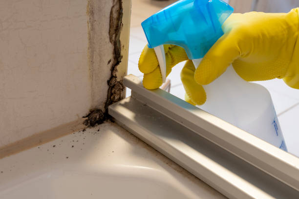 Best Local Mold Removal Service  in Brown City, MI