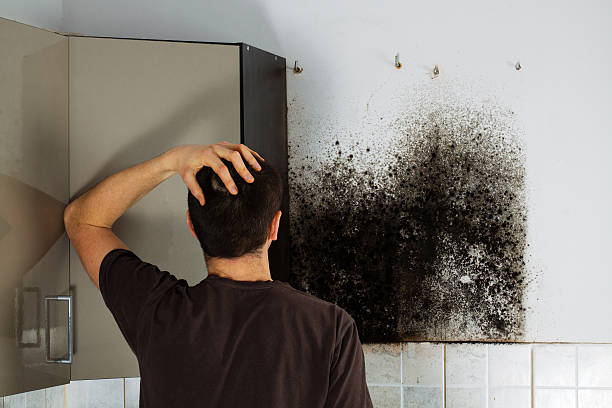 Best Toxic Mold Removal  in Brown City, MI