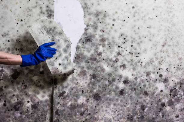Best Mold Removal Near Me  in Brown City, MI