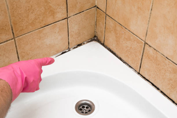 Professional Mold Removal in Brown City, MI