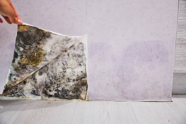 Best Attic Mold Removal  in Brown City, MI